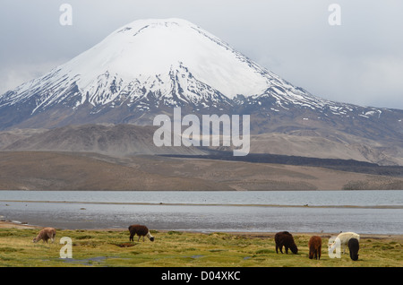 Le pâturage des lamas avec vue sur Volcan Parinacota dans le parc national de Lauca, le nord du Chili. Banque D'Images