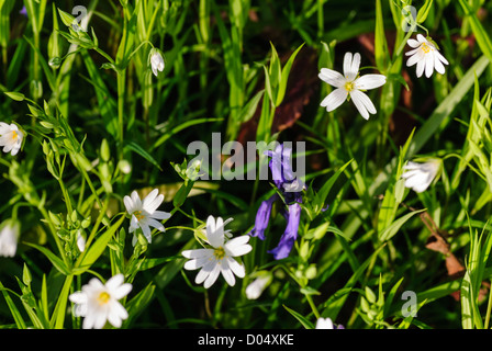 Une plus grande, Stellaria holostea stellaire, et de jacinthes, Hyacinthoides non-scripta, la floraison au printemps dans un bois du sud du Yorkshire. Banque D'Images