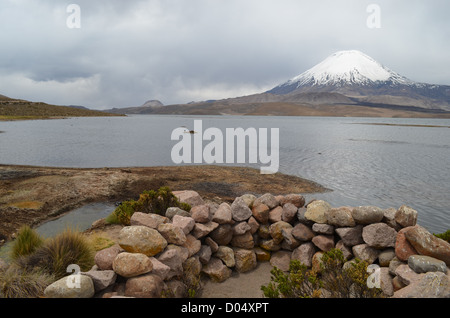 Le pâturage des lamas avec vue sur Volcan Parinacota dans le parc national de Lauca, le nord du Chili. Banque D'Images