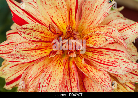 'Gelber Vulcan', Kaktusdahlia Cactus dahlia (Dahlia x Hortensis) Banque D'Images