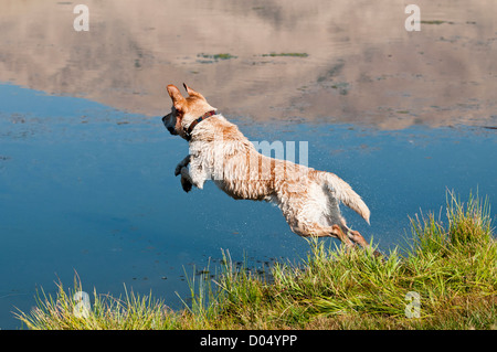 Labrador Retriever jaune sautant dans l'eau Banque D'Images