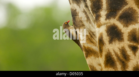 Les Girafes dans le parc national Kruger, nettoyées par le bec rouge oxpecker Banque D'Images