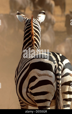 Un zèbre ordinaire car il surplombe les gnous traversant une rivière dans le cratère du Ngorongoro, en Tanzanie. Banque D'Images