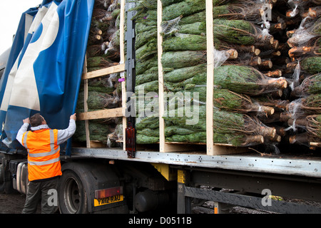 Moyen net des arbres de Noël Sapin Nordman prêt pour déchargement d'un camion dans le Lancashire Banque D'Images