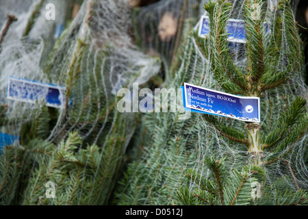 Les arbres de Noël Sapin Nordman filet d'être emballés et empilés pour le chargement dans le Lancashire Banque D'Images
