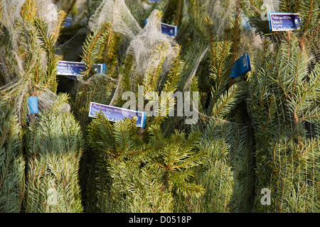 Les arbres de Noël Sapin Nordman filet d'être emballés et empilés pour le chargement dans le Lancashire Banque D'Images