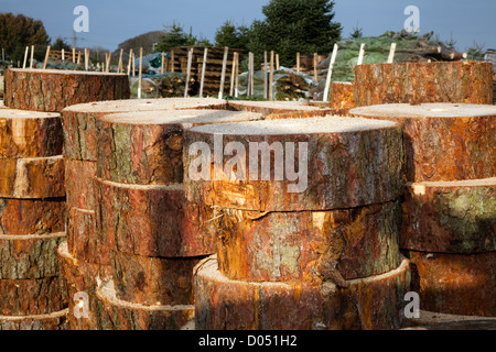 Pile de bois de coupe sciage  Arbre de Noël s'être superposés prêts pour la vente dans le Lancashire Banque D'Images
