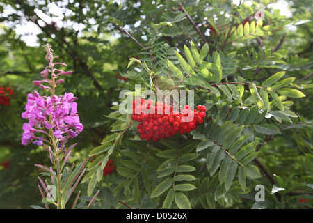 Fruits rouges à la fin de l'été vu sur la montagne de frêne ou Rowan Tree (Sorbus aucuparia) croissant à proximité d'une épilobe rose Banque D'Images