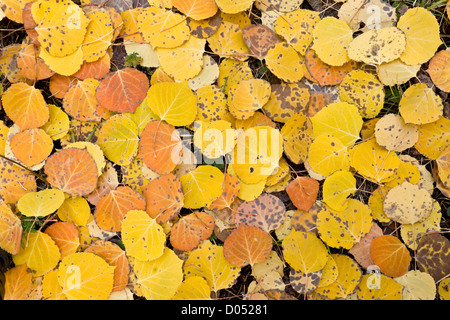 Les feuilles tombées tremble, Populus tremuloides, avec la couleur en automne, dans les montagnes de San Juan, Colorado, USA Banque D'Images