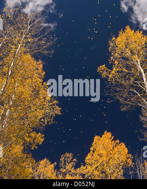 La chute des feuilles en automne (l'automne), de trembles (Populus tremuloides) dans les montagnes de San Juan, Colorado, USA Banque D'Images