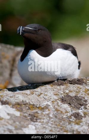 Un petit pingouin (Alca torda) dans la reproduction des couleurs, reste sur des roches couvertes de lichen, Lunga, Treshnish Isles, Ecosse, Royaume-Uni Banque D'Images