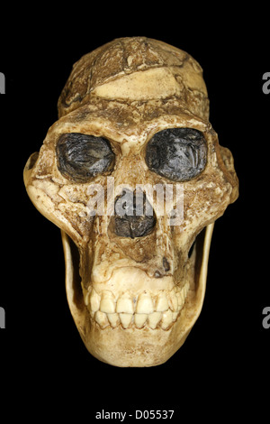 L'australopithecus africanus crâne Sts 5 'Mrs. Ples" Banque D'Images