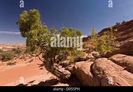 Un minuscule bonsai, Juniper Juniperus osteosperma Utah ; Grand Staircase-Escalante National Monument, au sud de l'Utah, USA Banque D'Images