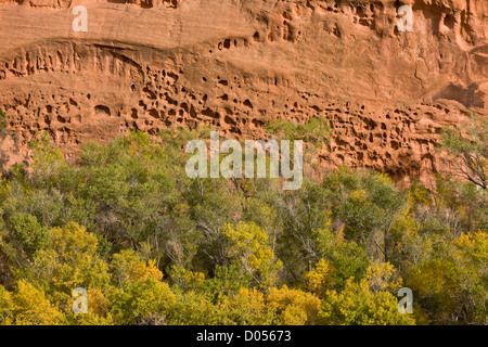 "Swiss Cheese" dans l'érosion de grès rouge Wingate, Long Canyon, près de Boulder, Grand Staircase-Escalante National Monument (Utah) Banque D'Images