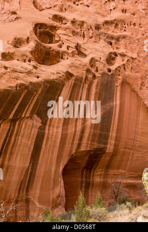 Vernis rouge du désert sur Wingate sandstone, Long Canyon, près de Boulder, Grand Staircase-Escalante National Monument, au sud de l'Utah, USA Banque D'Images