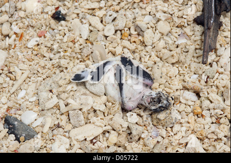 Bébé tortue morte sur la plage sur l'île de Selingan, Parc des îles des Tortues, Sabah, Bornéo Banque D'Images