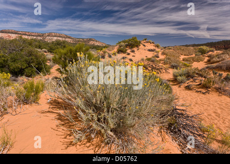 Les dunes de sable de végétation dans la partie protégée de Coral Pink Sand Dunes State Park, Utah, USA Banque D'Images