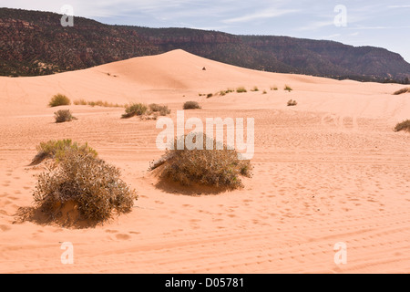 L'utilisation de véhicules hors route autorisée sur les dunes de Coral Pink Sand Dunes State Park, Utah, USA Banque D'Images