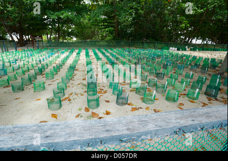 L'écloserie de tortues sur l'île de Selingan, Parc des îles des Tortues, Sabah, Bornéo Banque D'Images