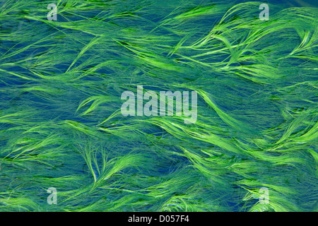 Close up de l'eau du ruisseau de craie Crowfoot (Ranunculus Penicillatus) dans un ruisseau près de Malham Tarn dans le Yorkshire Dales de l'Angleterre Banque D'Images