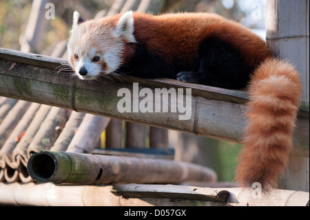 Petit panda rouge (Ailurus fulgens) avoir un reste Banque D'Images