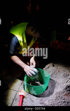 Des œufs de tortues étant couvert par le sable dans une écloserie, sur l'île de Selingan, Parc des îles des Tortues, Sabah, Bornéo Banque D'Images