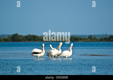 Pélicans blancs (Pelecanus erythrorhynchos) sur un plat d'eau salée à marée basse, la lagune de moustiques en Floride Banque D'Images