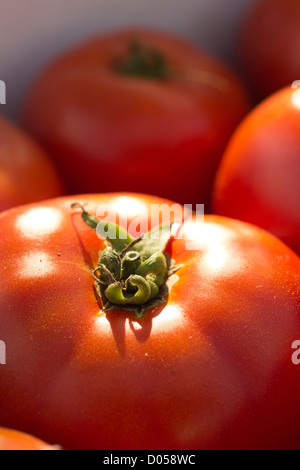 Heirloom Tomatoes Banque D'Images