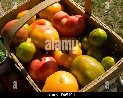 Heirloom tomatoes mûrs Banque D'Images