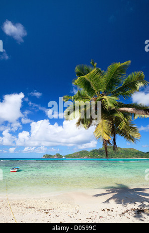 Suspendue au-dessus de palm tree beach Banque D'Images