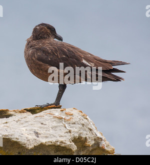 Îles Falkland Skua Banque D'Images