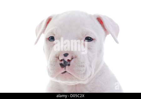 American Staffordshire Terrier Dog Puppy, gros plan de tête coup horizontal Banque D'Images