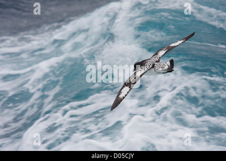 Une Cape Petrel voler à travers le service bleu d'un navire d'expédition. Banque D'Images