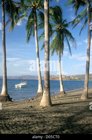 Palmiers, Playa Panama, Guanacaste, Costa Rica Banque D'Images