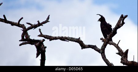 Un Long-Crested Eagle recherche de proies les branches d'un acacia. Parc national de Serengeti, Tanzanie Banque D'Images