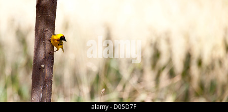 Une dénomination maquillée Weaver perché sur un acacia. Parc national de Serengeti, Tanzanie Banque D'Images