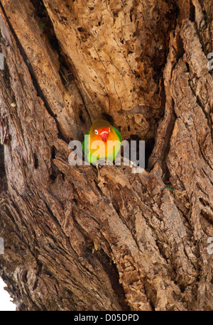 Un inséparable de Fischer assis dans un arbre. Parc national de Serengeti, Tanzanie Banque D'Images
