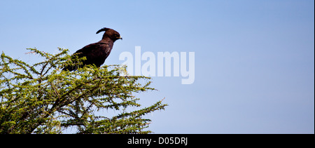 Un Long-Crested Eagle recherche de proies les branches d'un acacia. Parc national de Serengeti, Tanzanie Banque D'Images