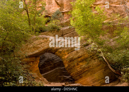 Grès naturel arch dans Hidden Canyon, un canyon étroit de Zion Canyon en grès Navajo ; Zion National Park, Utah, USA Banque D'Images