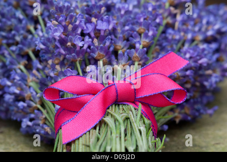 Bande de 'Hidcote' Lavendula attaché avec un ruban rose Banque D'Images