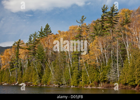 En automne, les forêts autour de Heart Lake, Adirondacks, New York State, USA Banque D'Images