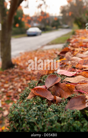 Corvée de ramasser les feuilles des arbres d'automne tombée sur le dessus de l'herbe et de couverture cottoneaster frisait street Banque D'Images