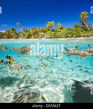 Île tropicale au-dessus et sous l'eau Banque D'Images