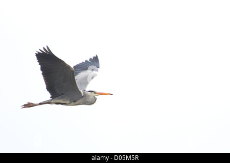 Héron cendré (Ardea cinerea) en vol contre fond blanc Banque D'Images