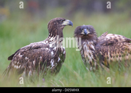 Deux jeunes les pygargues à queue blanche (Haliaeetus albicilla) Banque D'Images