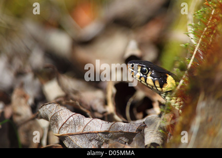 Couleuvre à collier (Natrix natrix) peeking out. L'Europe, l'Estonie Banque D'Images