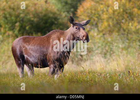 Les Wapitis femelles (Alces alces) en début de matinée. L'Europe Banque D'Images