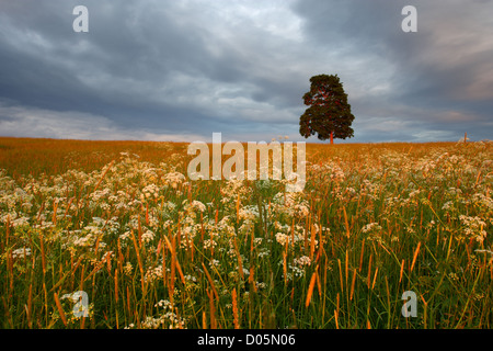 Prairie de fleurs et lonely tree. L'Europe Banque D'Images