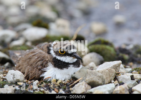 Petit Gravelot (Charadrius dubius) assis sur son nid, et l'incubation étant tout humide après de fortes pluies. L'Europe, l'Estonie Banque D'Images