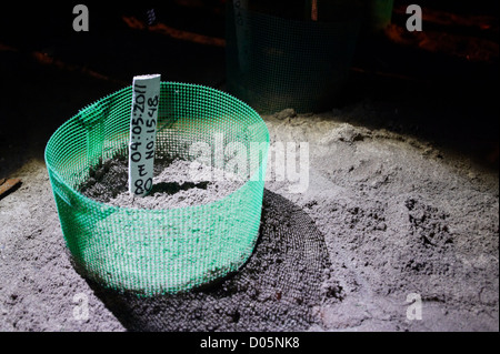 Nid d'oeufs de tortues marines couvertes par le sable dans une écloserie, sur l'île de Selingan, Parc des îles des Tortues, Sabah, Bornéo Banque D'Images